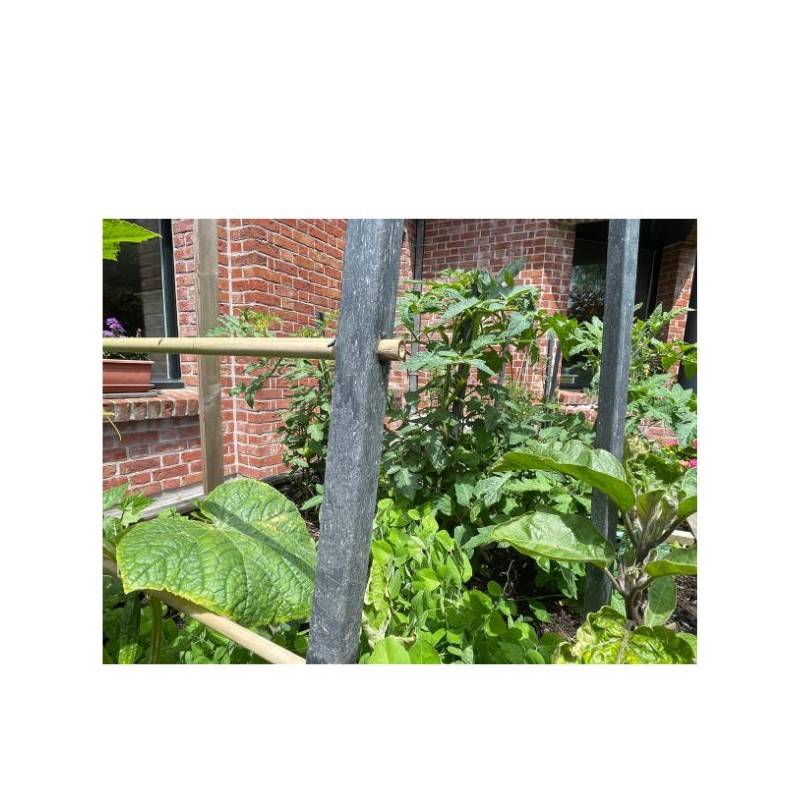 Tuteur tomates (lot de 8) - Gris anthracite 190 cm - Jardinex - Image 9