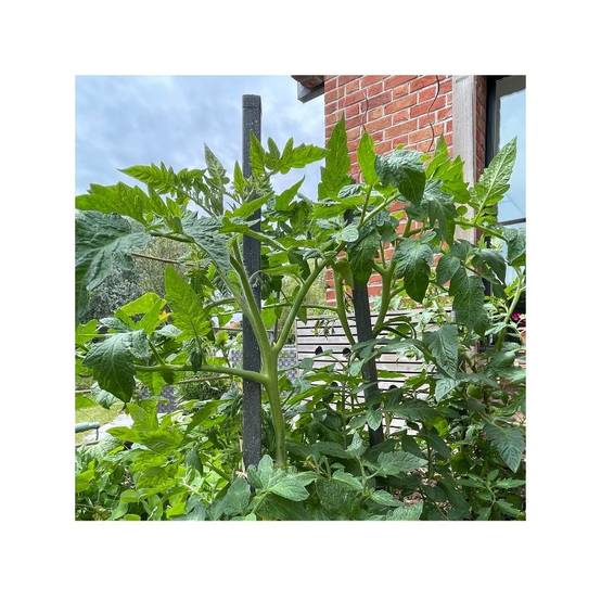 Tuteur tomates (lot de 8) - Gris anthracite 190 cm - Jardinex - Image 3