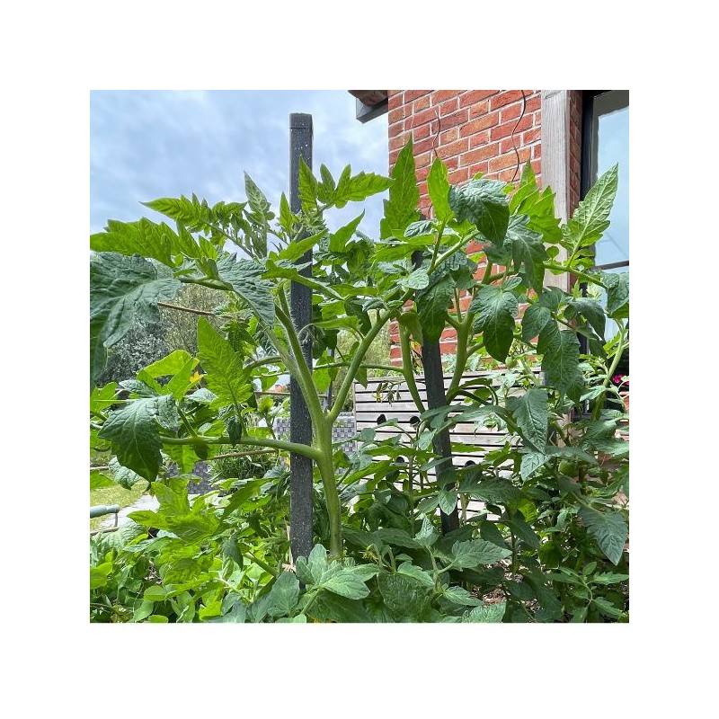 Tuteur tomates (lot de 8) - Gris anthracite 190 cm - Jardinex - Image 3