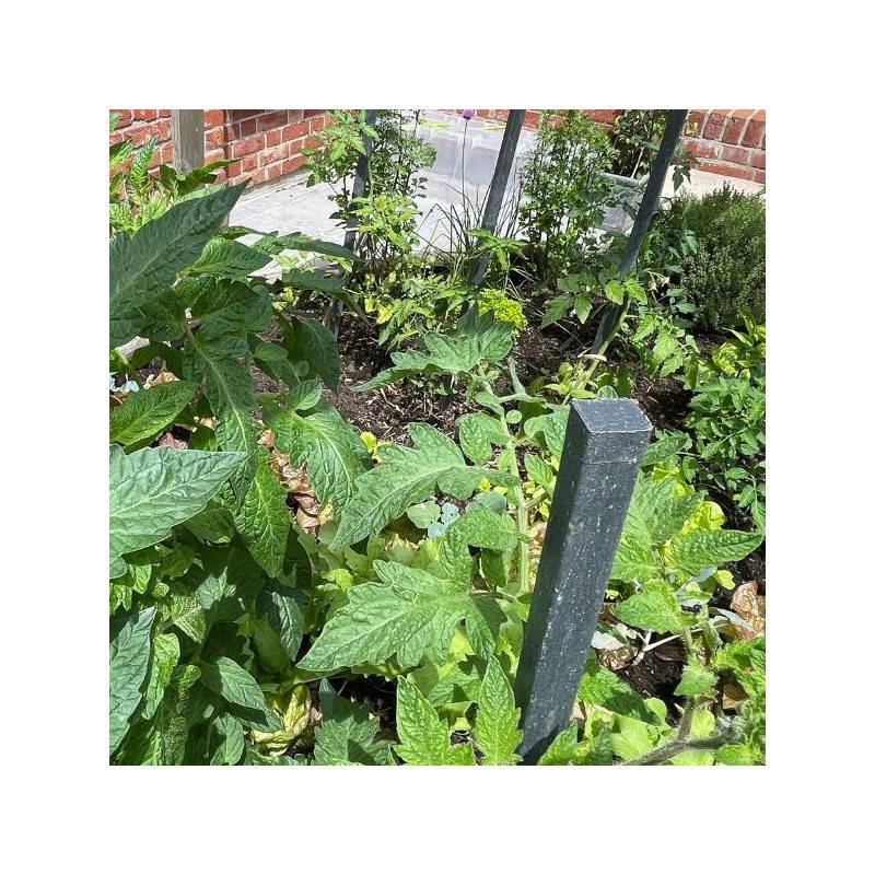 Tuteur tomates (lot de 8) - Gris anthracite 190 cm - Jardinex - Image 7