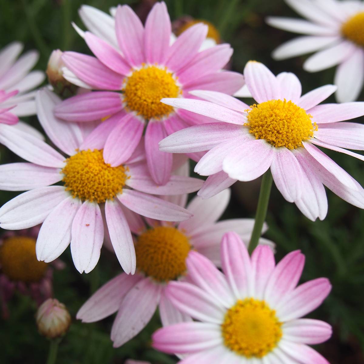 Promesse de Fleurs - Chrysanthème des jardins Hebe - Chrysanthemum koreanum Pot de 2L/3L