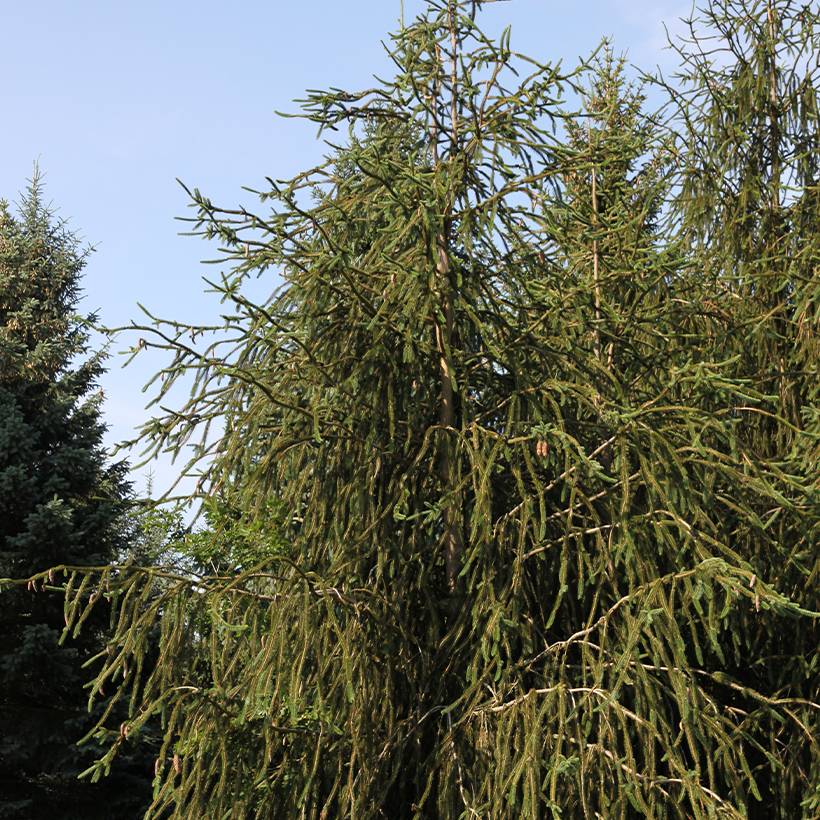 Epicea commun - Picea abies Virgata Pot de 3L/4L
