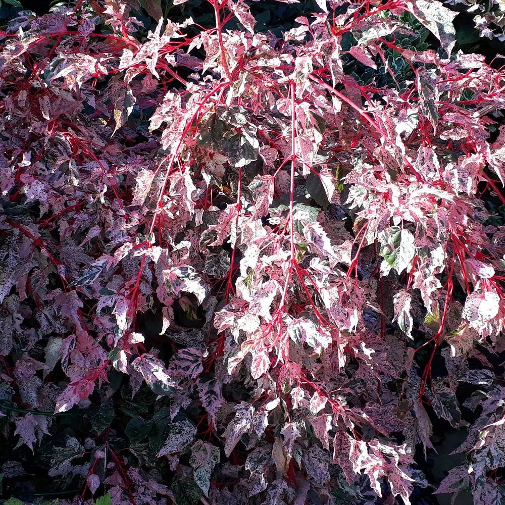 Érable à peau de serpent Red Flamingo, Acer conspicuum - Pot de 15L - Baliveau - Image 1