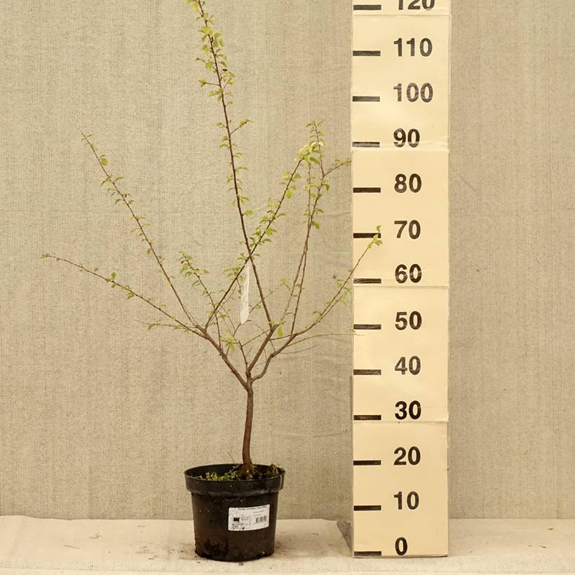 Prunier à fleurs - Prunus cerasifera Złoty Obłok Pot de 4L/5L - Image 2