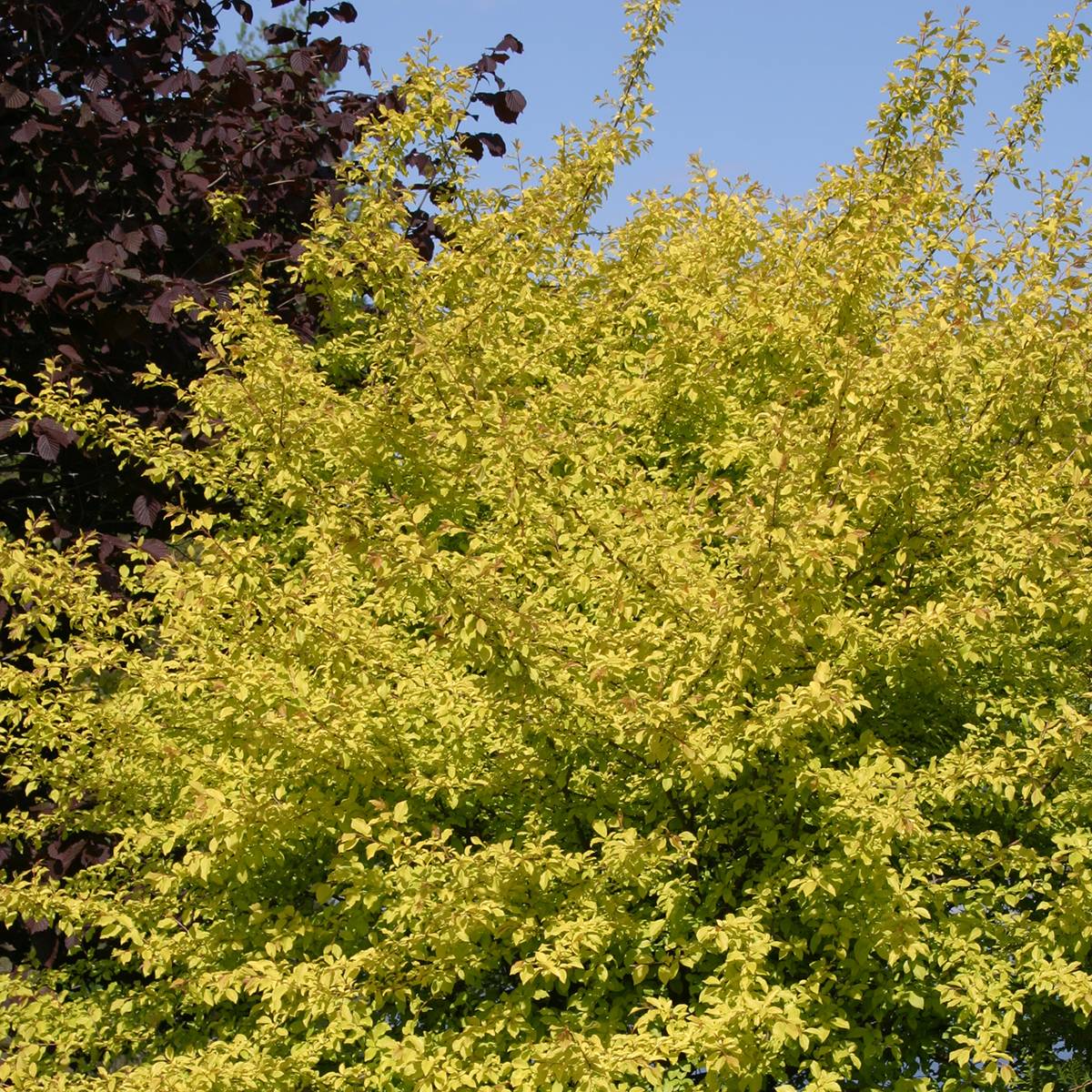 Prunier à fleurs - Prunus cerasifera Złoty Obłok Pot de 4L/5L - Image 1