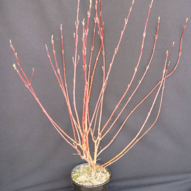 Cornouiller blanc, Cornus à fleurs Blanche - feuillage Caduc - Pot de 4L - 40/60 cm-  hauteur à maturité De 1,50 m à 2,00 m - Image 1