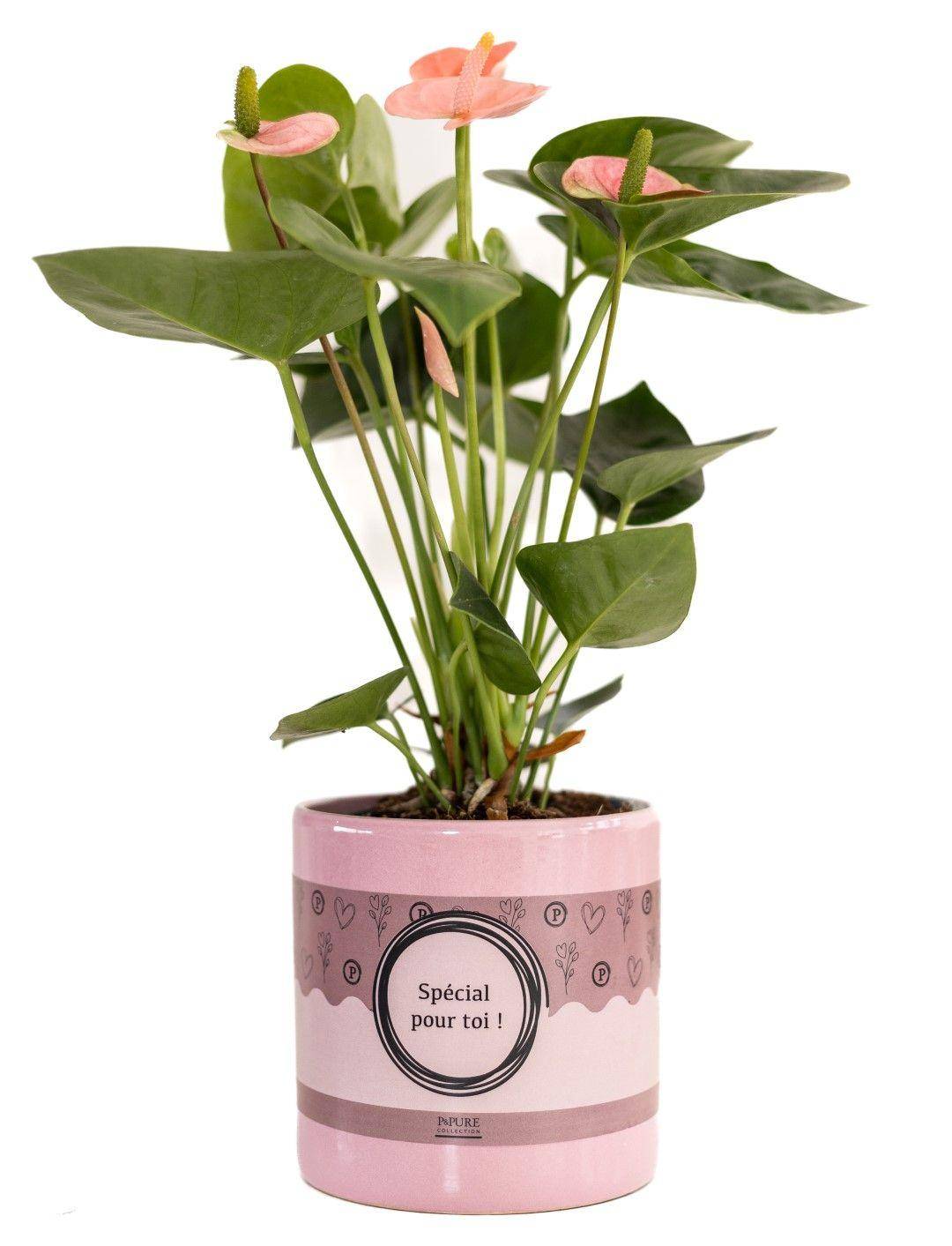 Anthurium rose - Ø12cm - ↕45cm - Plantes d’intérieur