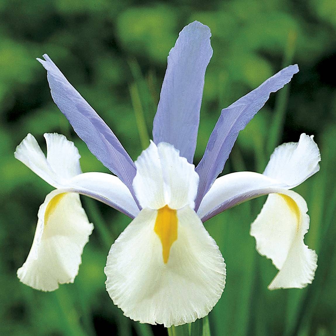 Promesse de Fleurs - Iris de Hollande Silvery Beauty - Iris (x) hollandica Bulbe calibre 8+ (par 15)