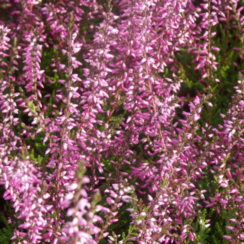 Bruyère d'été Marlies à fleurs Rose/ - feuillage Persistant - Godet - 5/20 cm