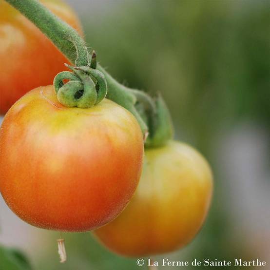 Tomate Madagascar Bio - Ferme de Sainte Marthe le sachet de 50 graines environ