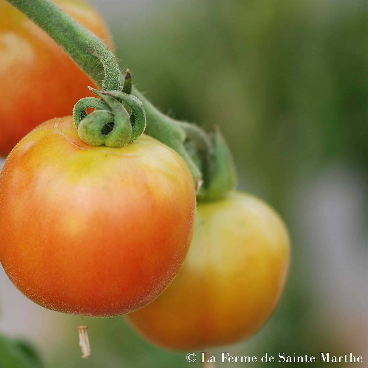 Tomate Madagascar Bio - Ferme de Sainte Marthe le sachet de 50 graines environ