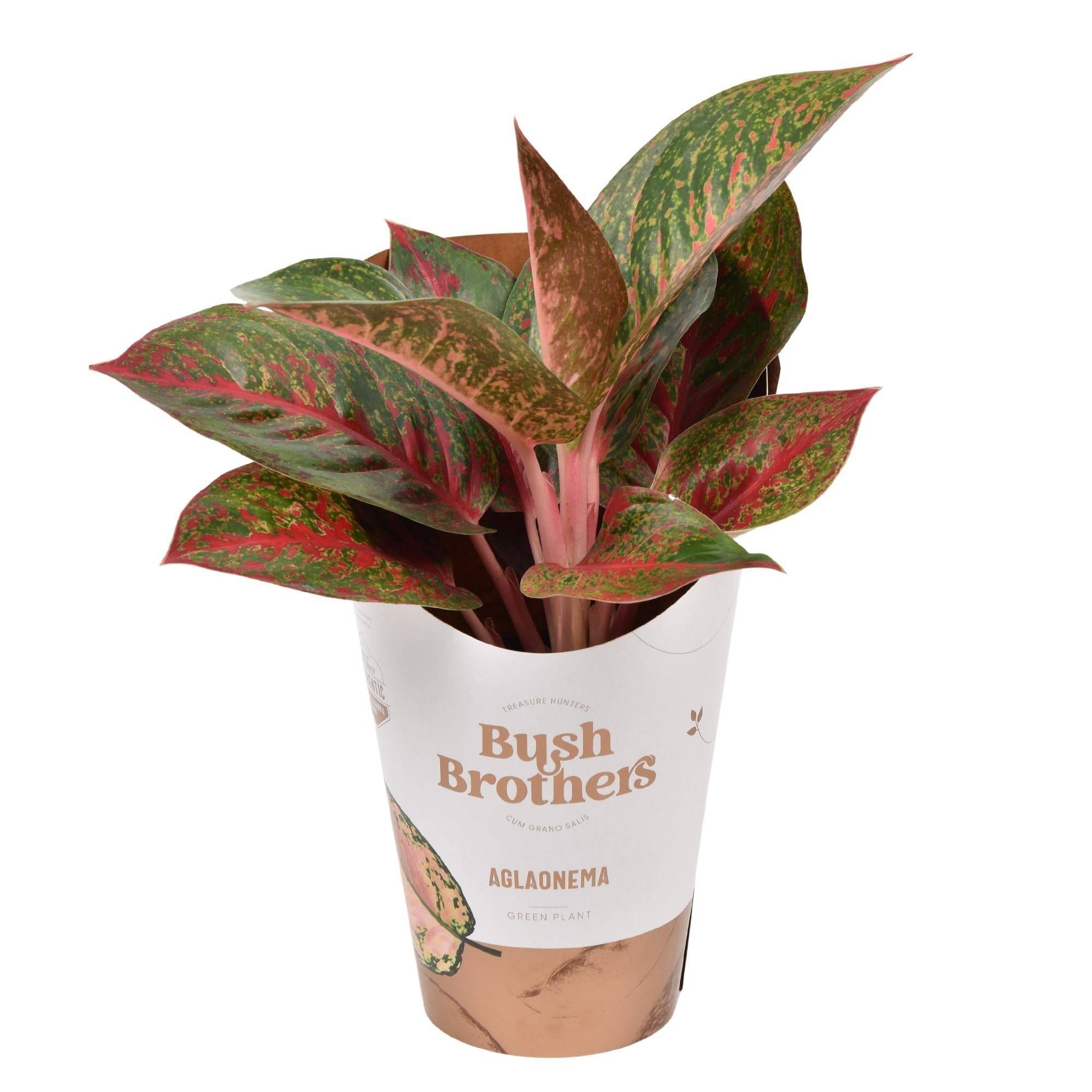 Aglaonema 'Dark Star' 35cm - Plante d'intérieur- La Green Touch - Image 2