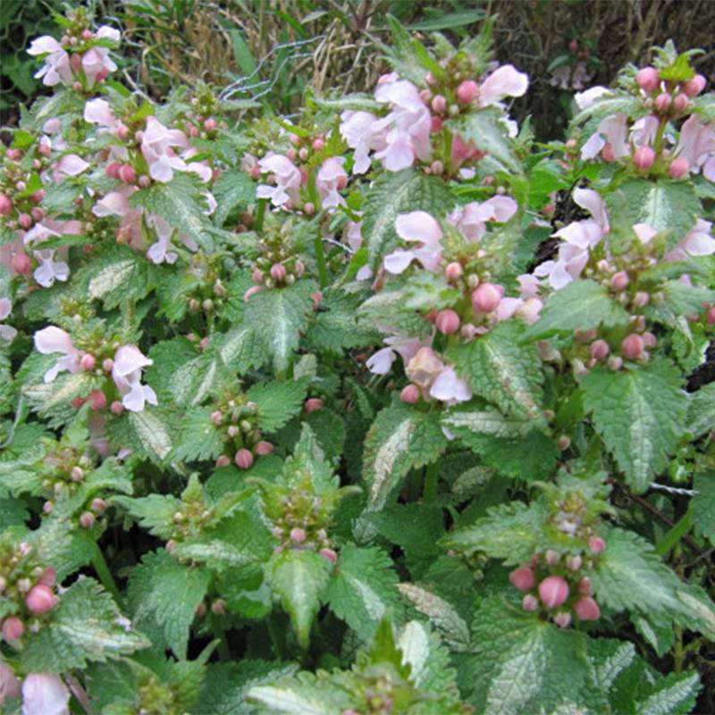 Promesse de Fleurs - Lamium maculatum Purple Dragon - Lamier argenté et violet Pot de 1,5L/2L