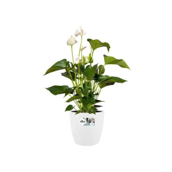 Elho - Elho Brussels Pot De Fleurs Rond Roues 47 - Blanc - ø 47 X H 44 Cm - Intérieur - 100% Recyclé - Image 3