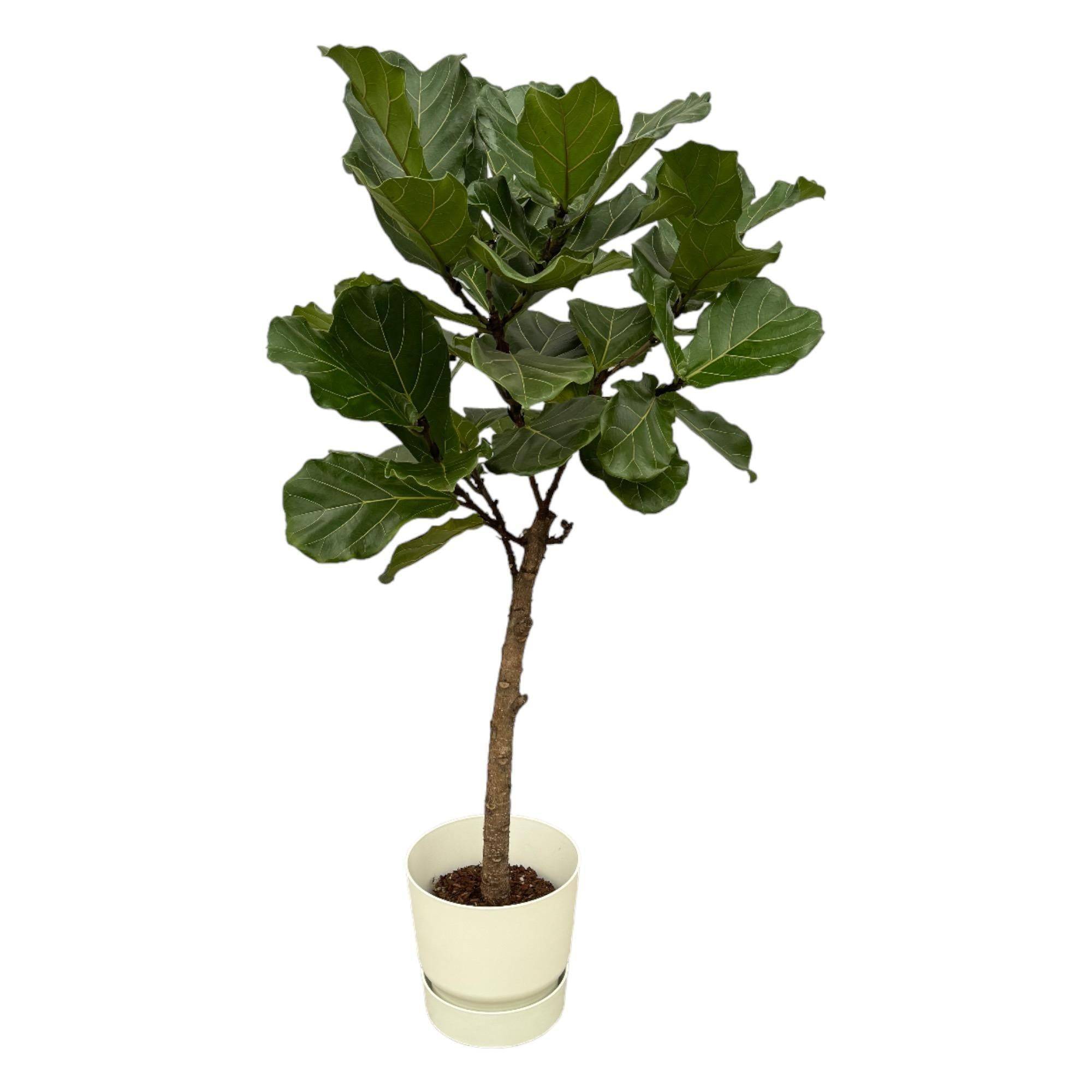 La Green Touch - Ficus Lyrata et son pot- La Green Touch Blanc + Reservoir - Hauteur 160cm