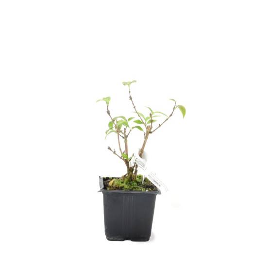 Deutzia 'Mont rose' (Deutzia x hybrida 'Mont rose') - Godet - Taille 13/25cm - Pépinières Naudet - Image 2