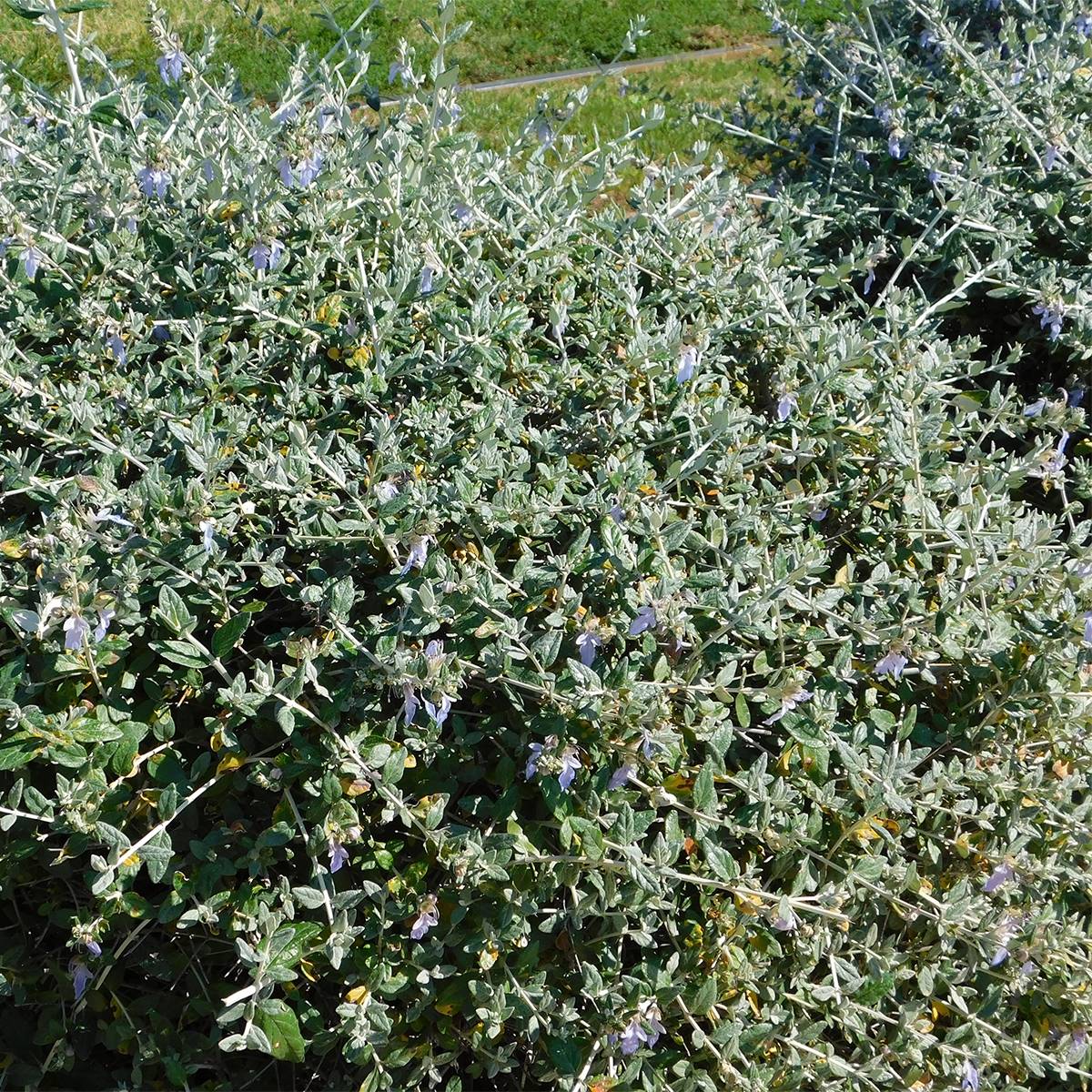 Promesse de Fleurs - Germandrée arbustive - Teucrium fruticans Pot de 2L/3L - Image 1