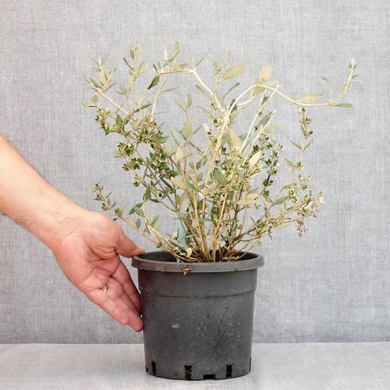 Promesse de Fleurs - Germandrée arbustive - Teucrium fruticans Pot de 2L/3L - Image 2