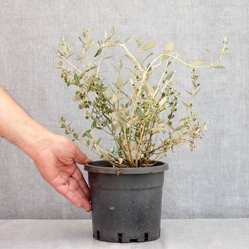 Promesse de Fleurs - Germandrée arbustive - Teucrium fruticans Pot de 2L/3L - Image 2