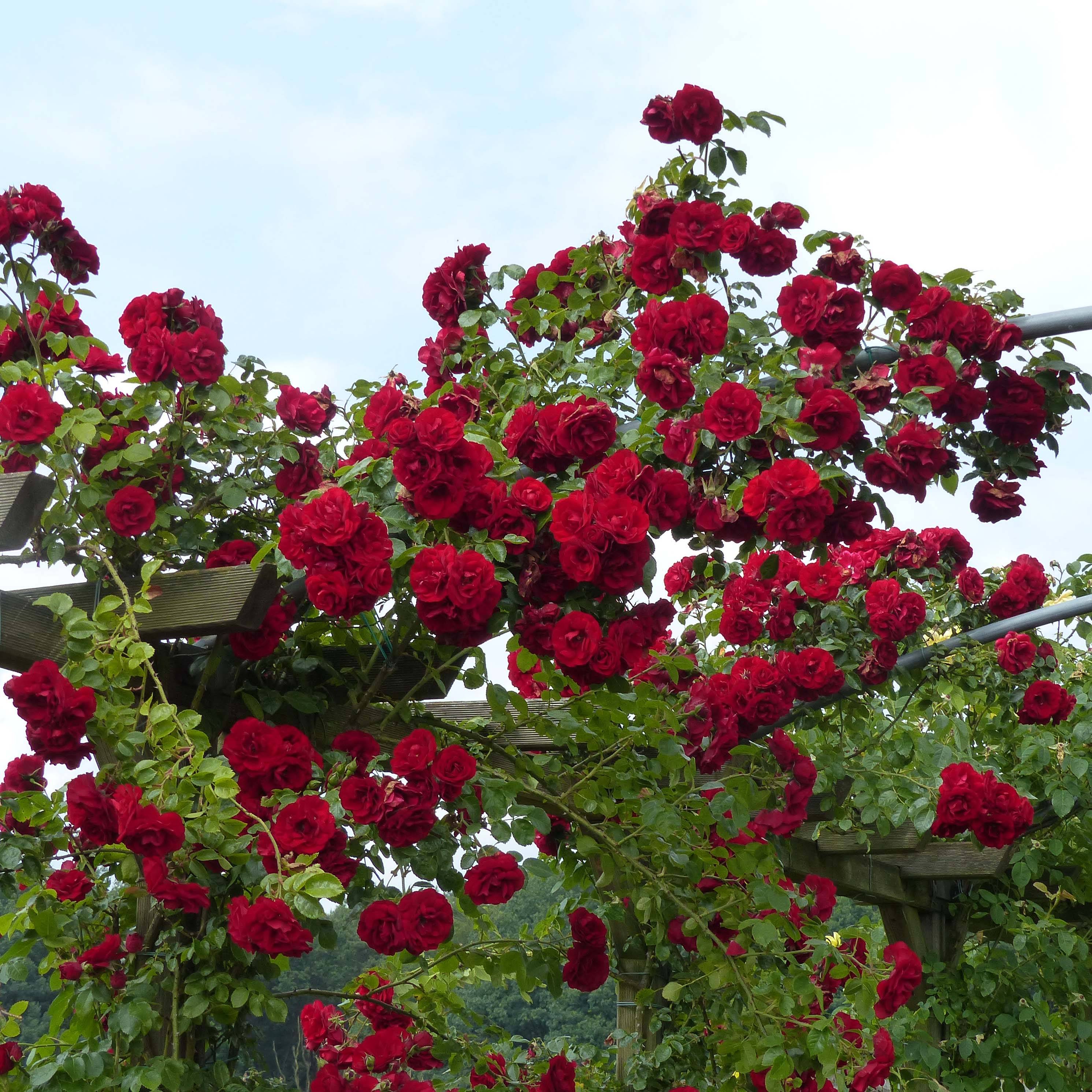 Rosier grimpant Amadeus Racines nues en motte