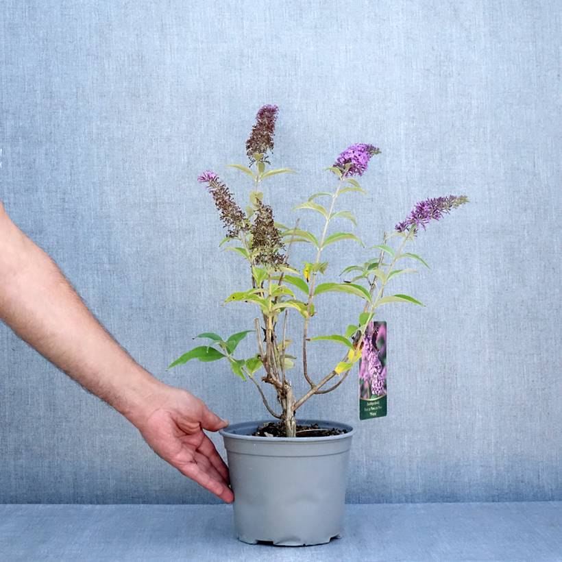Buddleia davidii Rêve de Papillon Pink - Arbre aux papillons Pot de 4L/5L - Image 2