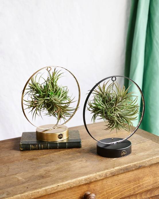Duo de Tillandsia socle Led Edition 23cm - Plante d'intérieur- La Green Touch - Image 2