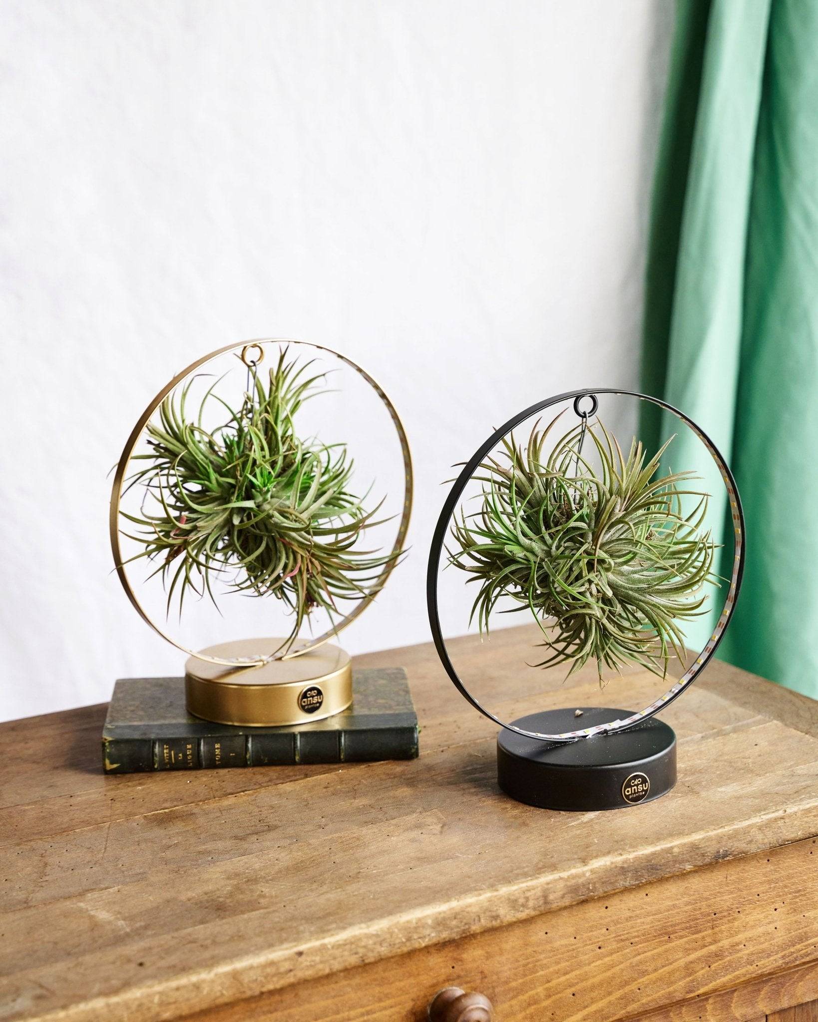 Duo de Tillandsia socle Led Edition 23cm - Plante d'intérieur- La Green Touch - Image 2
