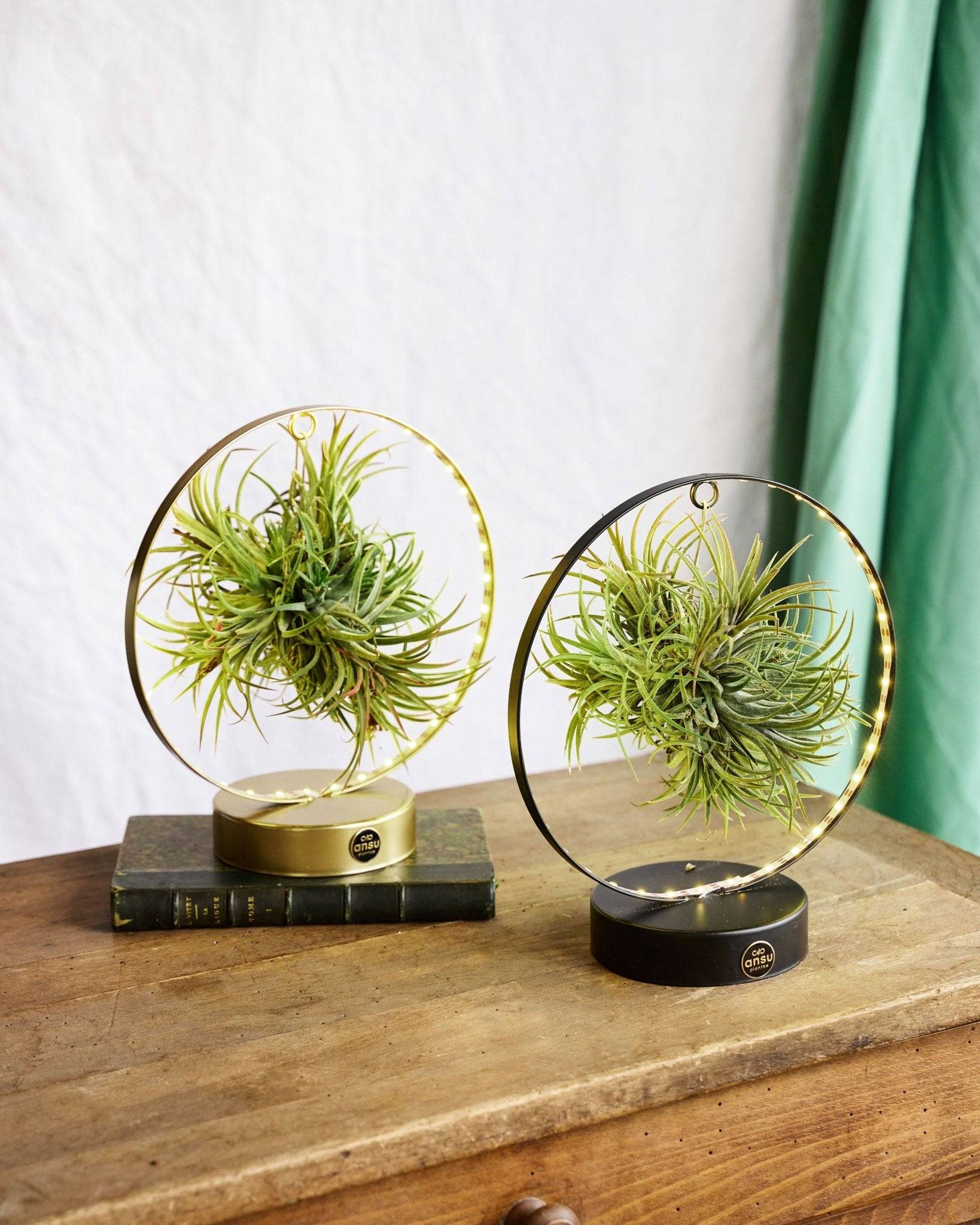 Duo de Tillandsia socle Led Edition 23cm - Plante d'intérieur- La Green Touch - Image 3