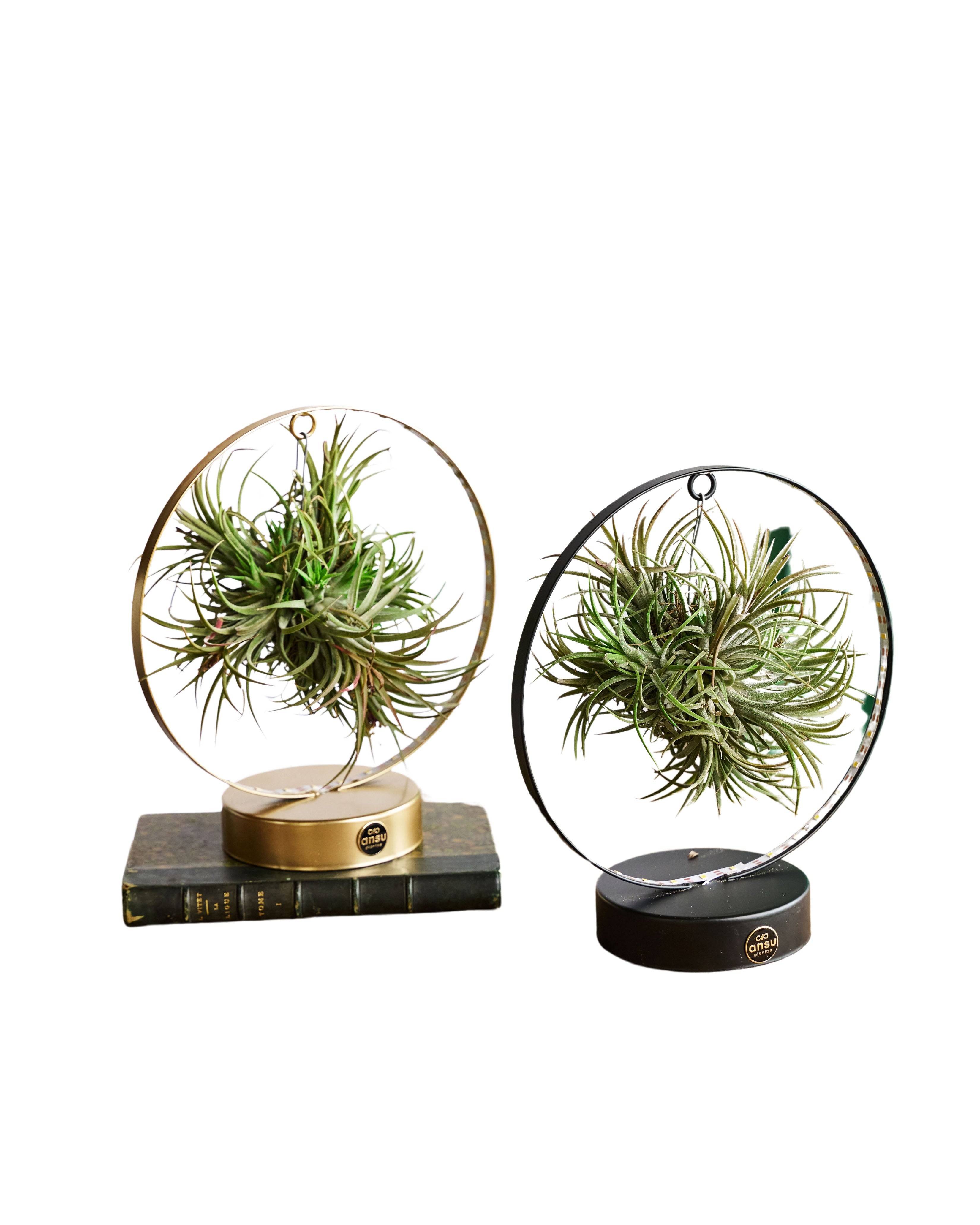 Duo de Tillandsia socle Led Edition 23cm - Plante d'intérieur- La Green Touch