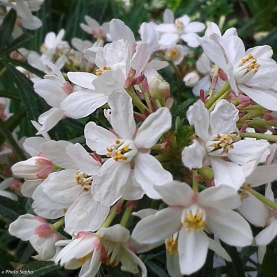 Choisya Scented Gem - Oranger du Mexique Pot de 2L/3L - Image 1