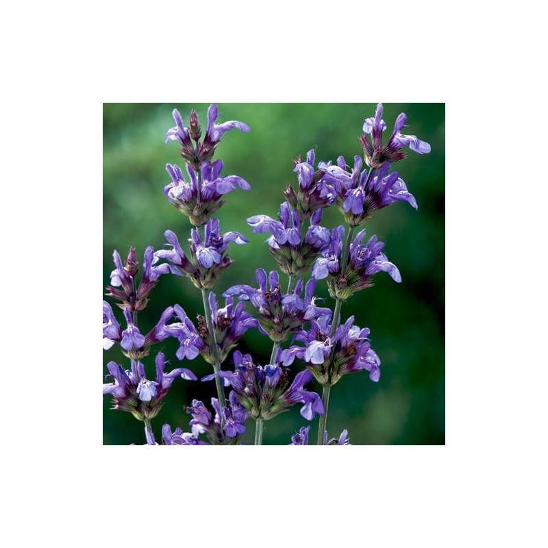 Sauge à feuilles de lavande à fleurs Bleue/ - feuillage Caduc - Godet - 5/20 cm - Image 2