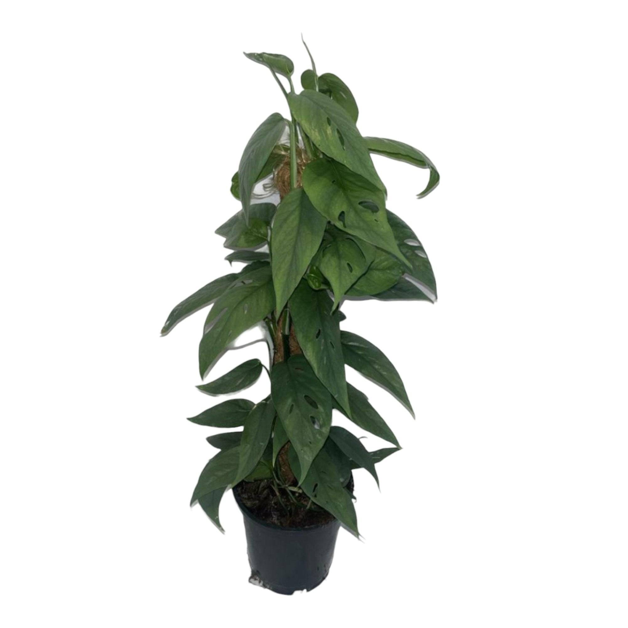 Epipremnum Cebu Blue 60cm - Plante d'intérieur- La Green Touch - Image 2