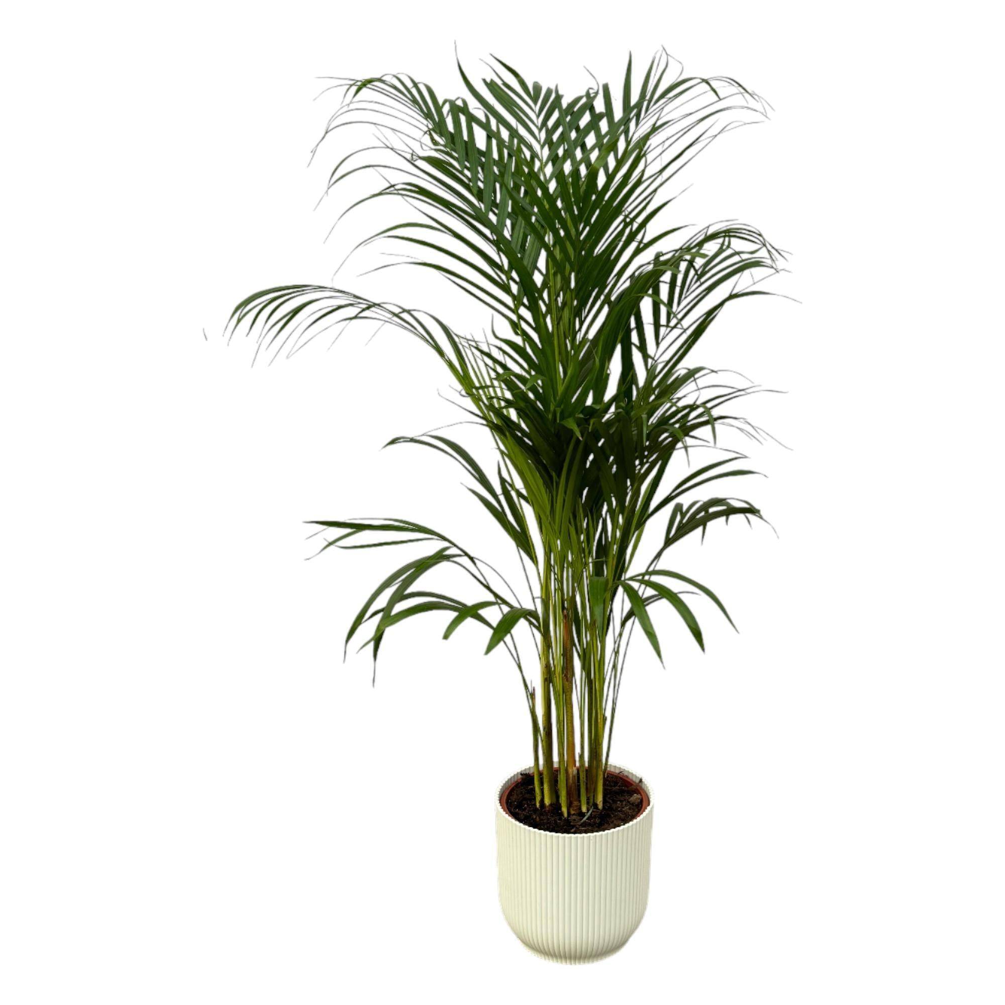 Areca palm - ↨110cm - Ø21cm  Pot elho Vibes blanc 110cm - Plante d'intérieur- La Green Touch - Image 2