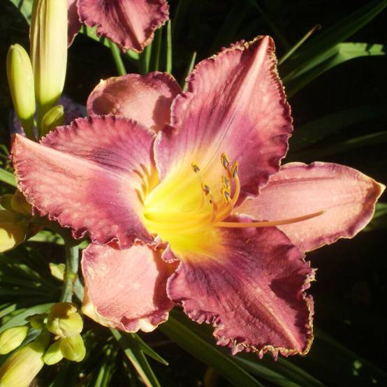 Promesse de Fleurs - Hémérocalle Chicago Knobby - Lis d'un Jour Godet de 8/9 cm