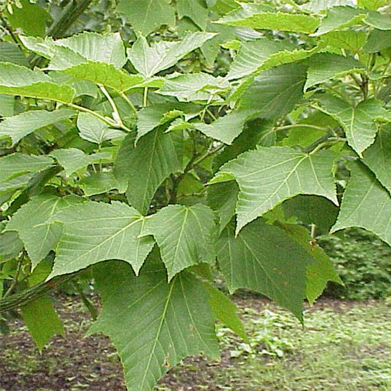 Promesse de Fleurs - Erable à peau de serpent - Acer capillipes Pot de 7,5L/10L, Baliveau - Image 1