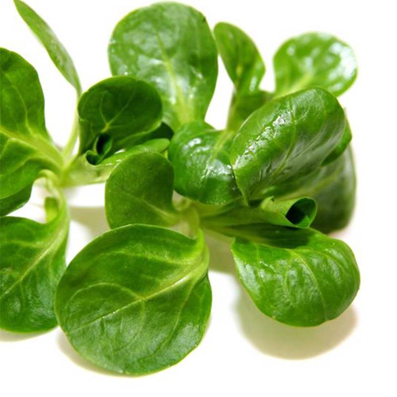 Promesse de Fleurs - Mâche Verte d'Etampes Bio - Ferme de Sainte Marthe le sachet de 500 graines environ