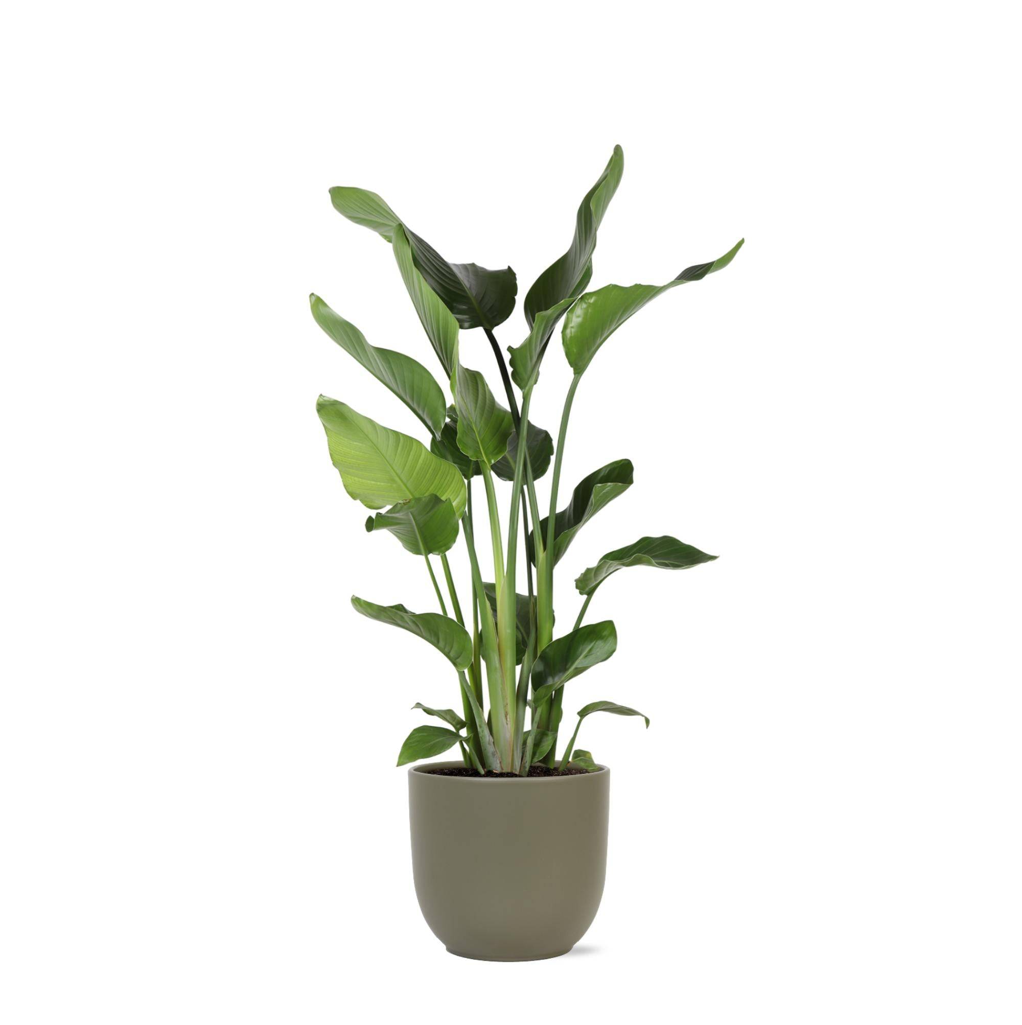 La Green Touch - Strelitzia Nicolai et son pot- La Green Touch Olive - Hauteur 120cm