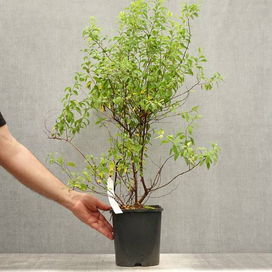 Spiraea thunbergii Fujino Pink - Spirée de Thunberg Pot de 3L/4L - Image 2