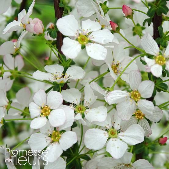 Spiraea thunbergii Fujino Pink - Spirée de Thunberg Pot de 3L/4L - Image 1