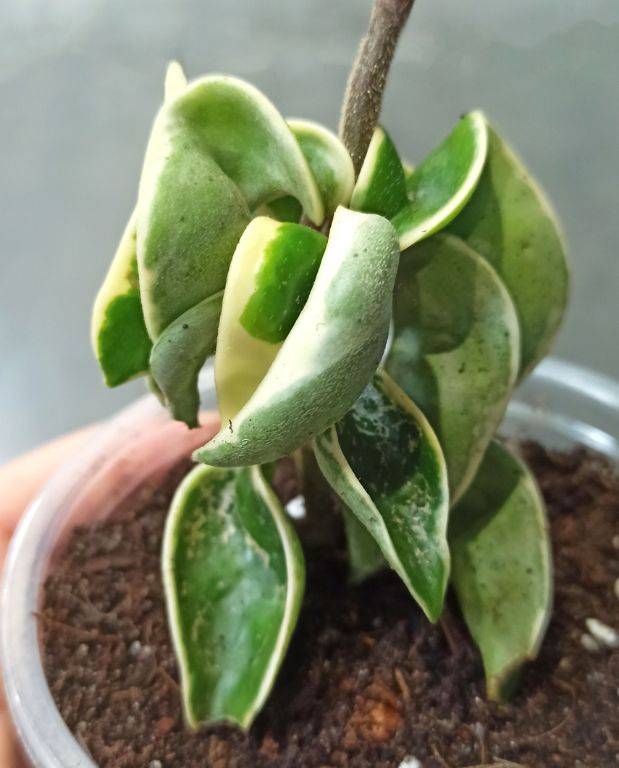 Hoya Carnosa Compacta Variegata - Fleur de porcelaine charnue D. 7cm H. 10cm - Plante d'intérieur - IndoorPoppies - Image 2