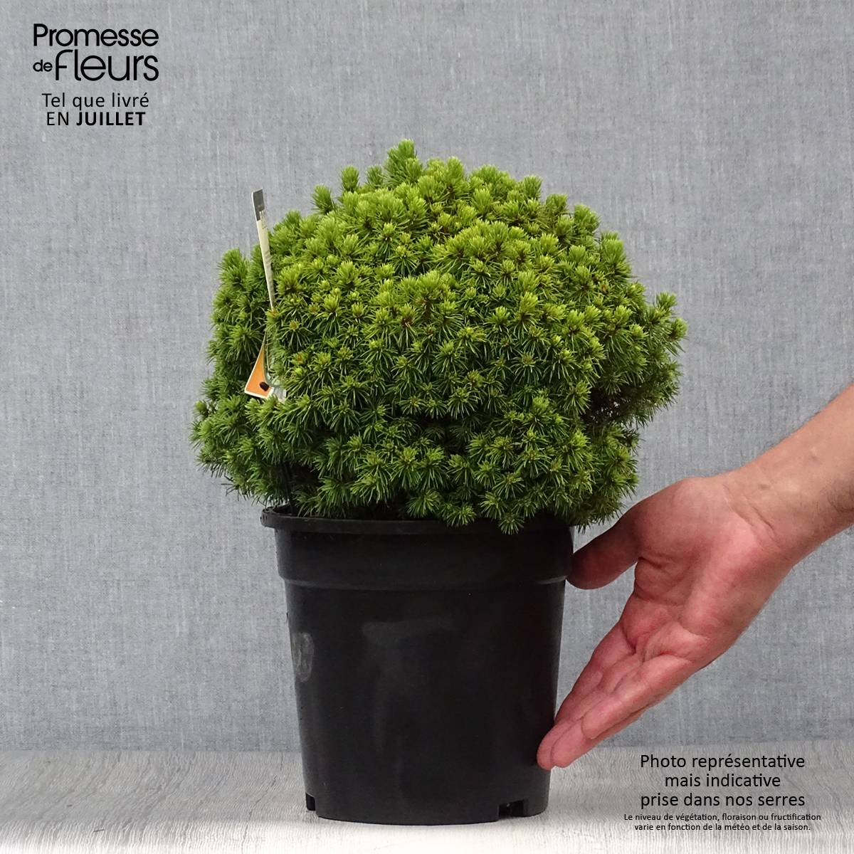 Epinette blanche - Picea glauca Alberta Globe   Pot de 2L/3L - Image 2