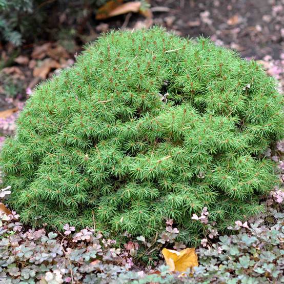 Epinette blanche - Picea glauca Alberta Globe Pot de 2L/3L - Image 1