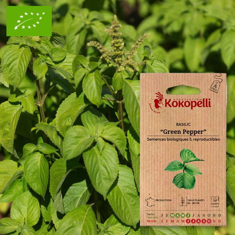 Association Kokopelli - Basilic Green Pepper- Graines bio à semer - Image 1