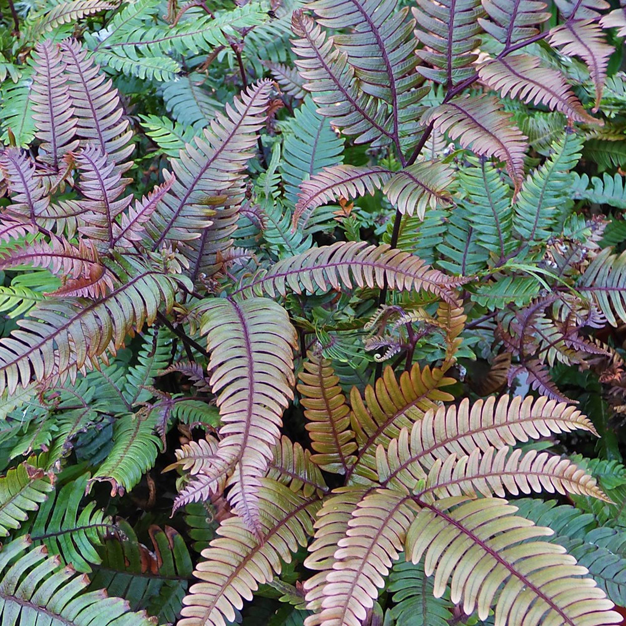 Gardenersdream - Pteris Tricolor - Fougère D’Intérieur | De 25 À 35 Cm Avec Pot |  Plantes D'Intérieur - GardenersDream - Image 3