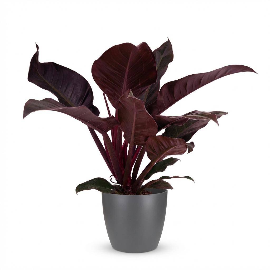 Philodendron Imperial Red - Pot de 19cm - Hauteur 60cm - Gris - Plantes d'intérieur - Image 1