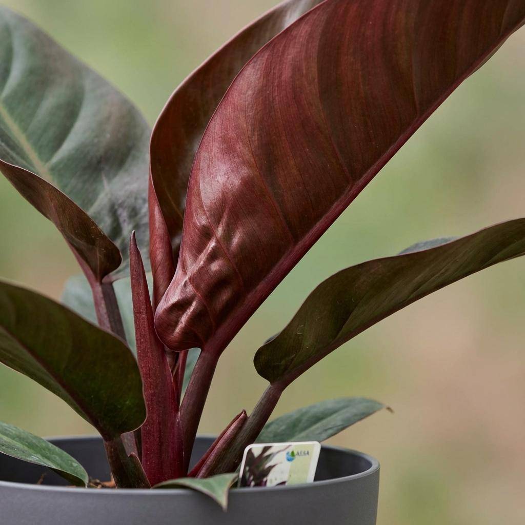 Philodendron Imperial Red - Pot de 19cm - Hauteur 60cm - Gris - Plantes d'intérieur - Image 4