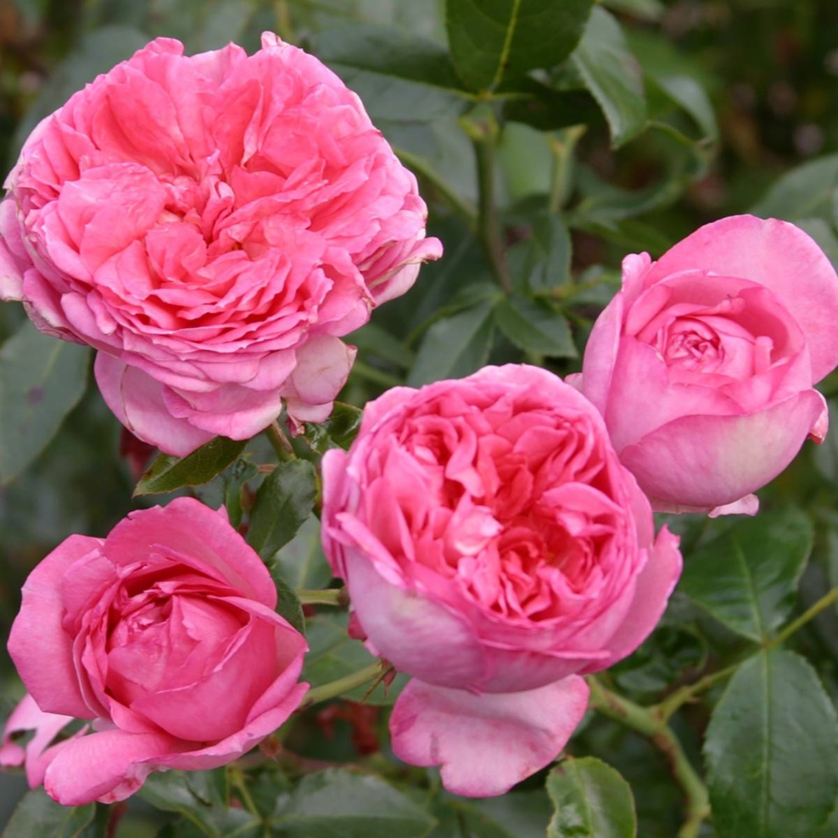 Rosier à grandes fleurs La Rose de Molinard Pot de 4L/5L