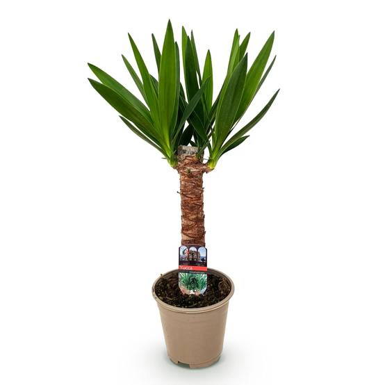 Yucca - Yucca elephantipes - Ø14cm - ↕55cm - Plantes d’intérieur - Image 2