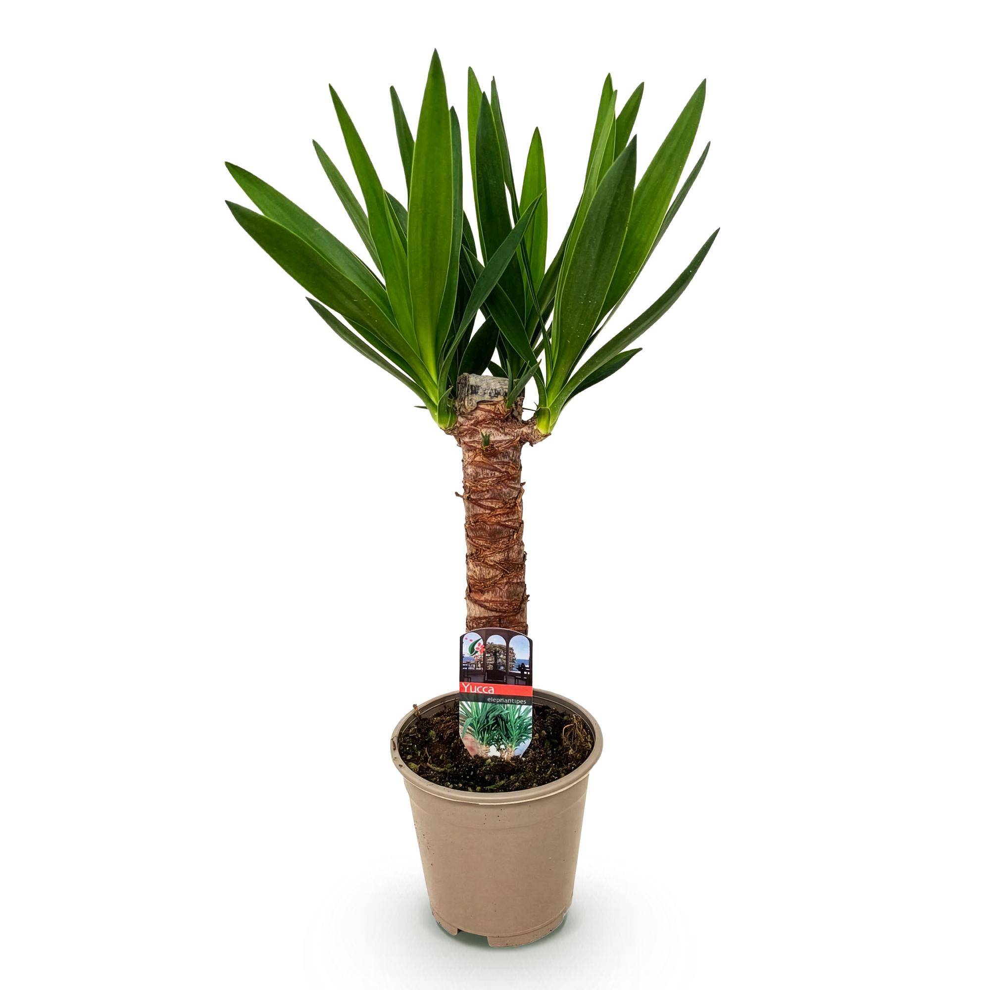 Yucca - Yucca elephantipes - Ø14cm - ↕55cm - Plantes d’intérieur - Image 2