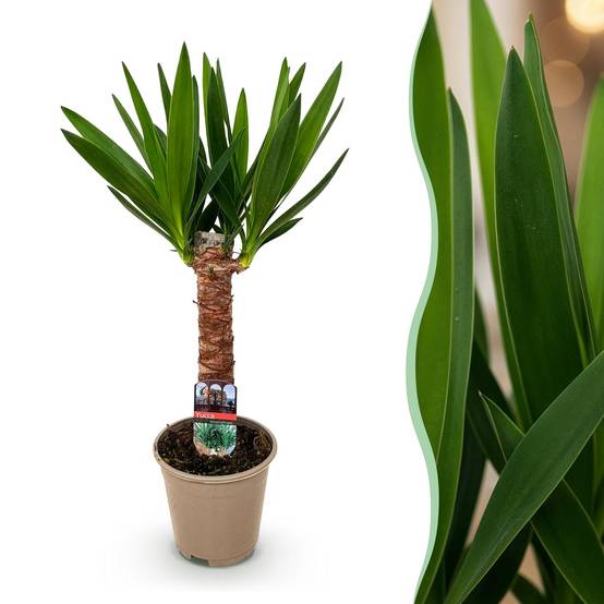 Yucca - Yucca elephantipes - Ø14cm - ↕55cm - Plantes d’intérieur - Image 1